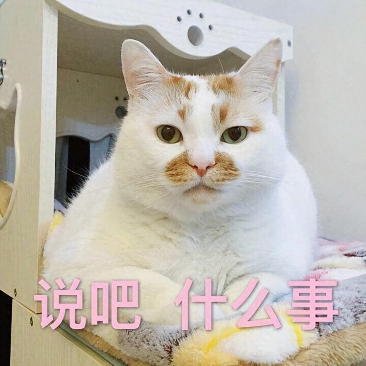 猫界最“白眼狼” 的猫与最“忠心”的猫，或许你养错了！