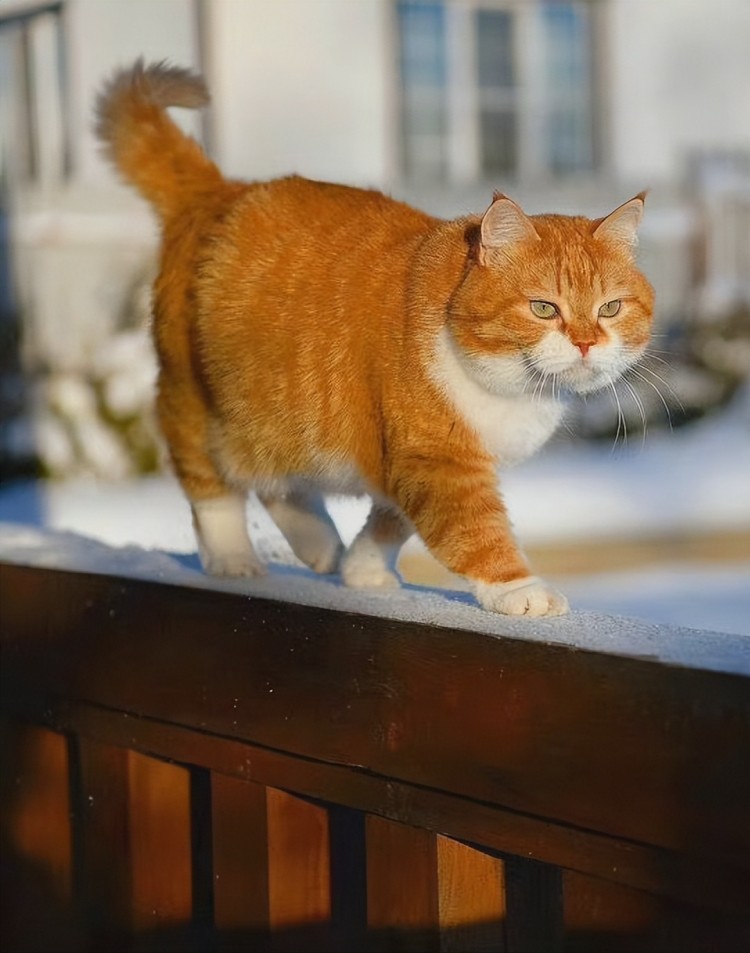 猫界最白眼狼的猫与最忠心的猫或许你养错了！