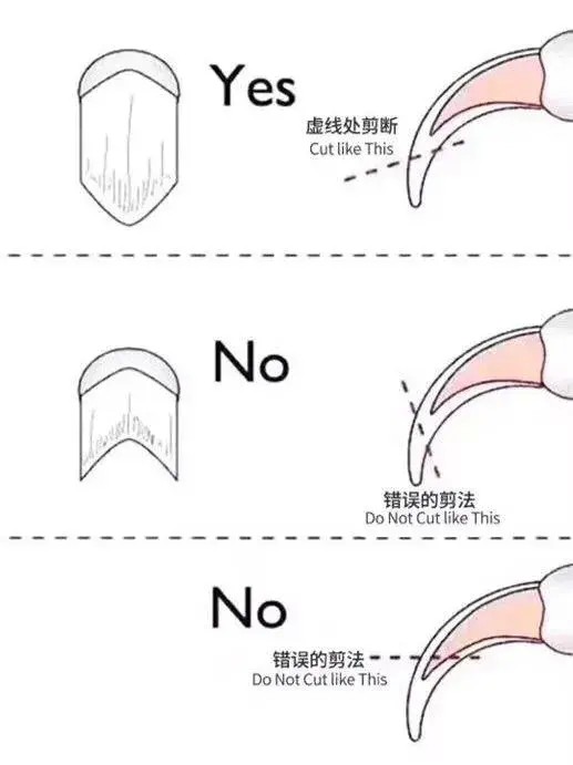 不就是给猫剪个指甲吗至于那么矫情吗