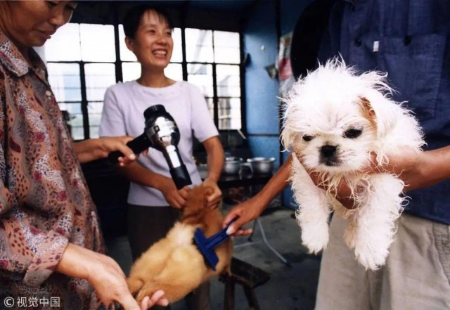 欢迎来到90年代！一波关于宠物的回忆杀