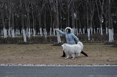 养狗和不养狗的人十年后身体差距是很大的！