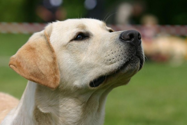 拉布拉多犬真是一只优秀的狗狗