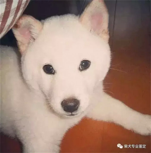 白色柴犬到底是不是正宗的柴犬