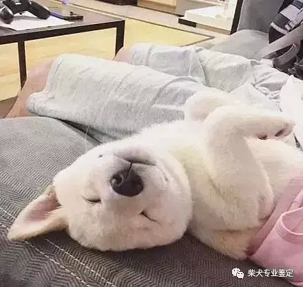 白色柴犬到底是不是正宗的柴犬