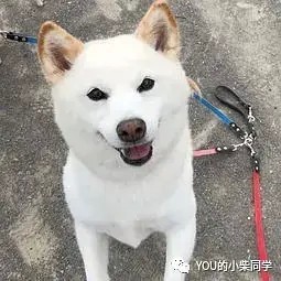 白柴是柴犬吗价格多少钱