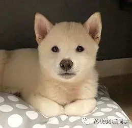 白柴是柴犬吗价格多少钱