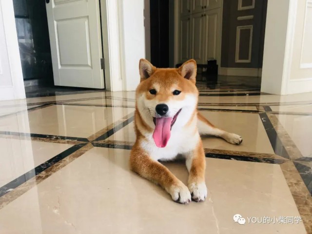 柴犬作为伴侣犬都有什么优势你家还缺个柴犬